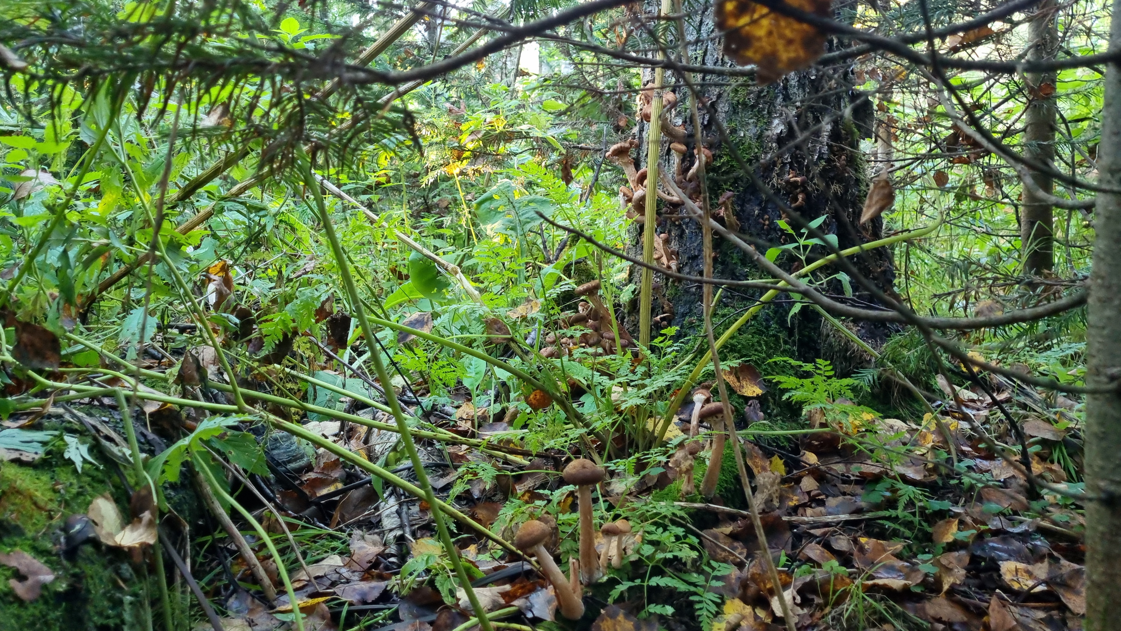 В лес за опятами