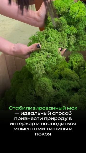 Стабилизированный мох