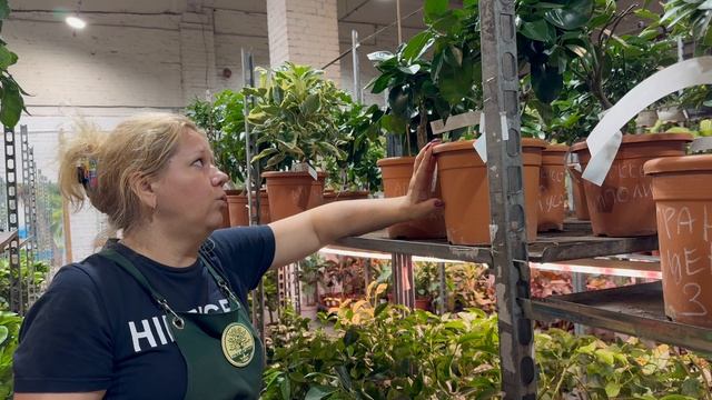 Новая поставка из Сицилии