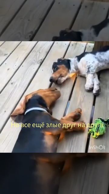 # дела житейские#😂# обовсемнасвете# рекомендации # тренды #