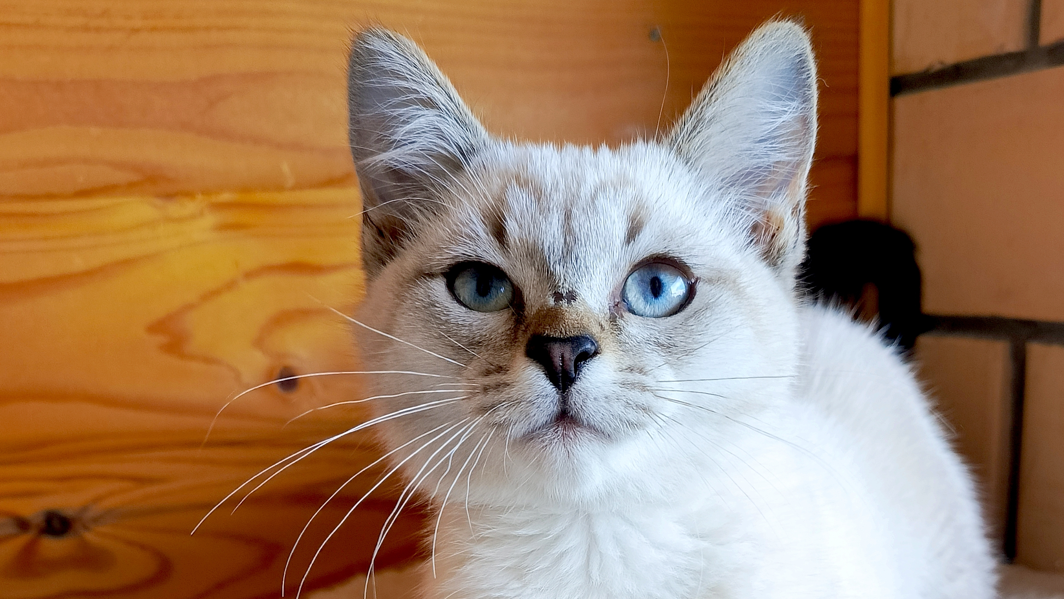 Наш Максик🐈⬛🥰🥳
