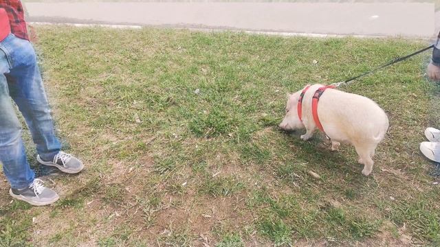 2025 7 29 НОВГОРОД прогулка по ТОЙ стороне БОБР и СВИН