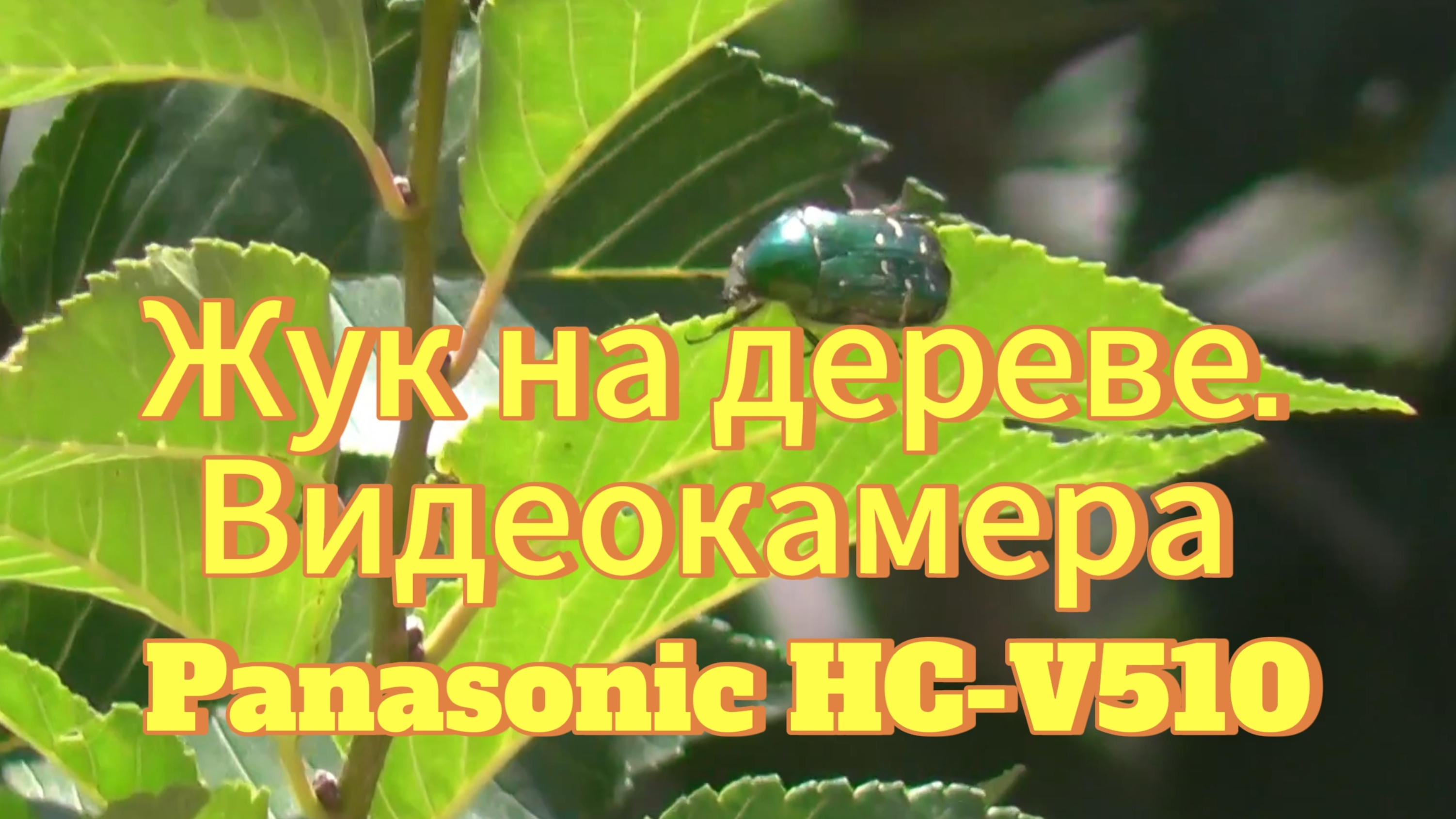 Жук на дереве. Видеокамера Panasonic HC-V510 в деле Zoom оптический 50x. Съёмка с балкона 5 этажа.