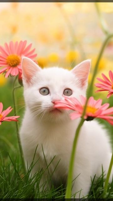 Котенок эстет