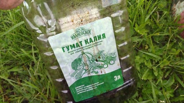Подкормка клюквы и брусники гуматом калия