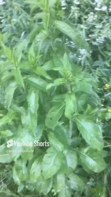 Ленинградская область. Хвойное. 20.06.2024. Растение-табак обыкновенный