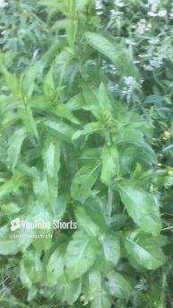 Ленинградская область. Хвойное. 20.06.2024. Растение-табак обыкновенный