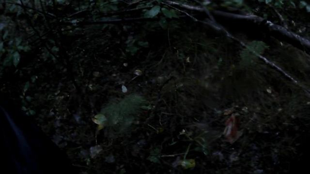 Петергоф, по грибы, первая вылазка в 2025 году, 30.08.2025.