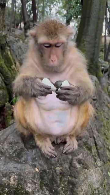 Обезьянке не понравилось «столетнее яйцо»