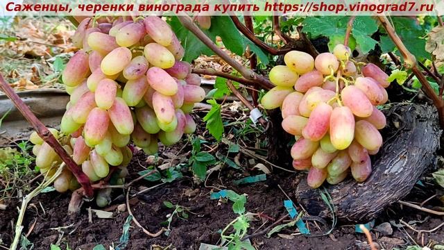Виноград 6-7 августа 25 года-ВИКТОР, представитель тройки Крайнова- красив, стабилен, товарный.