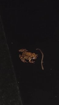 Схватка лягушки и червяка