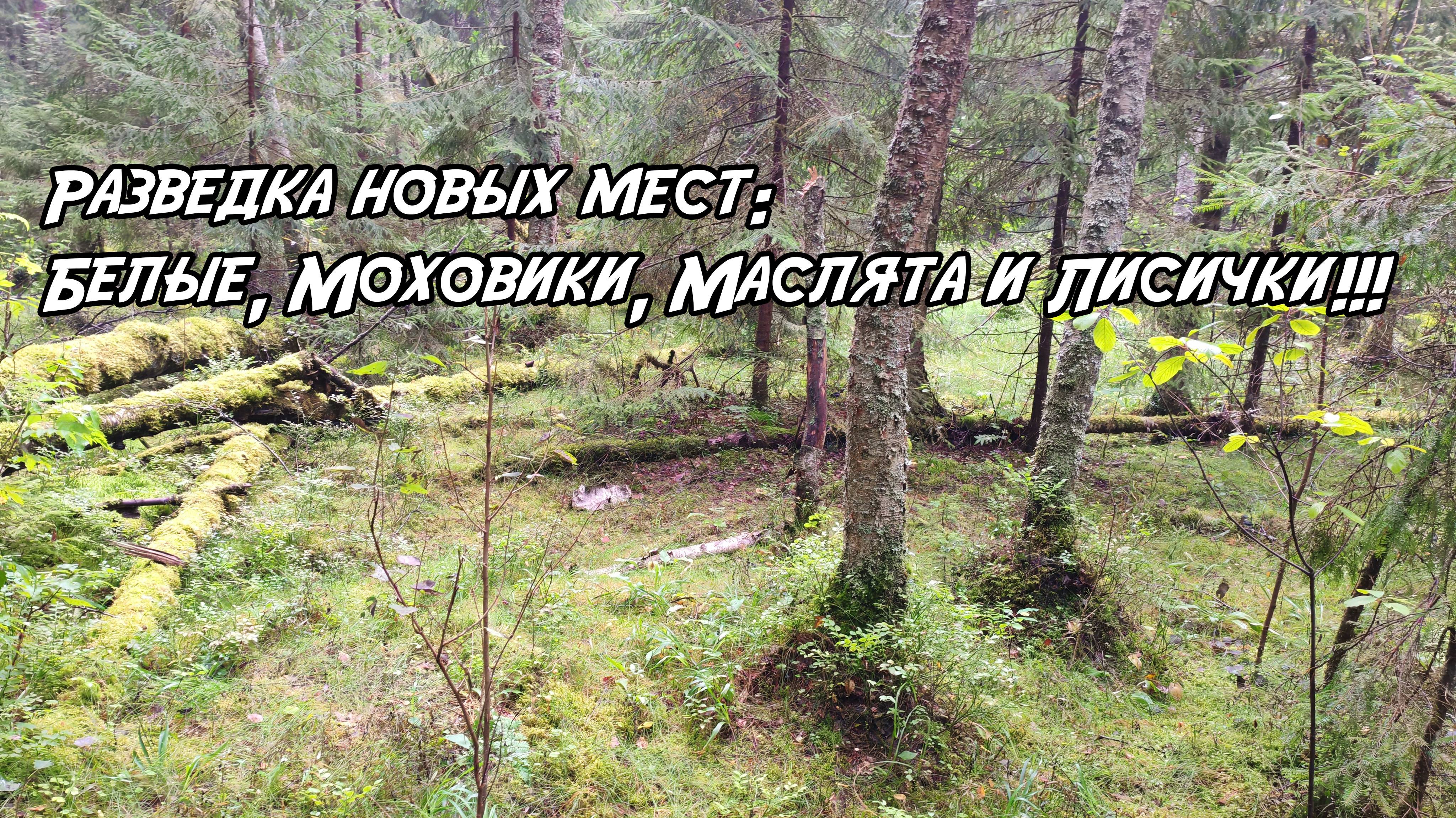 Разведка новых мест: Белые, Моховики, Маслята и Лисички. 30.08.2025
