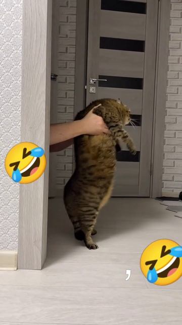 #котик нобирёт 1000 лайков