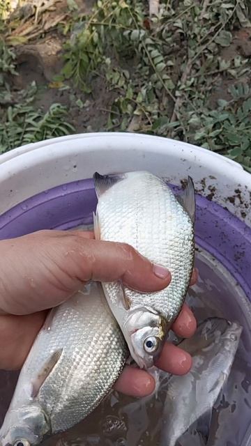 Рыбалка Кубань