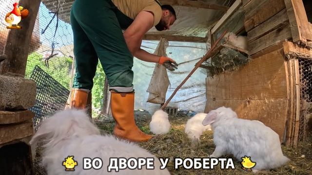 Содержание кур в домашних условиях и других птиц во дворе у Роберта 🐣🐤🦆🐔🪿🦃 (188)
