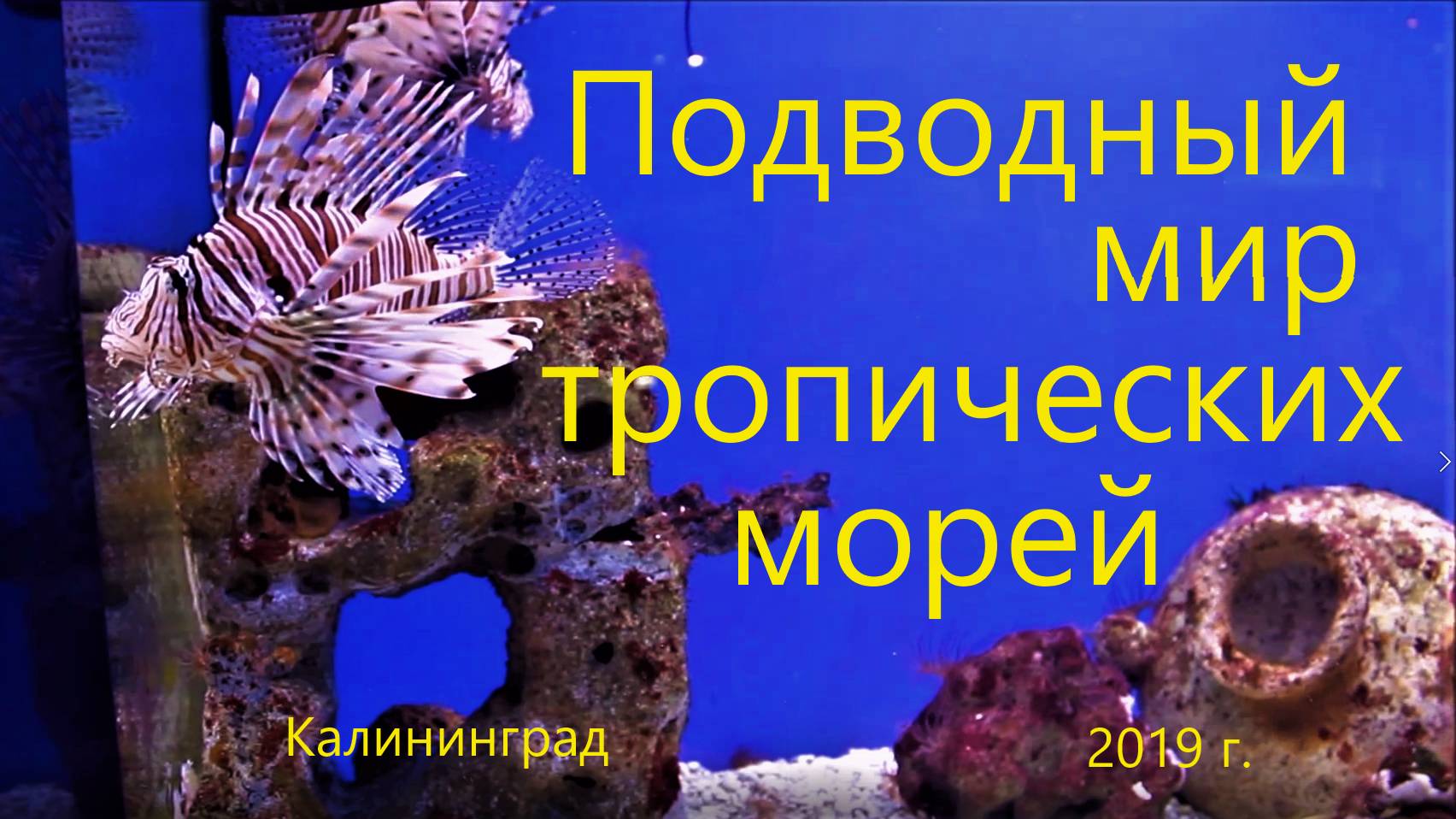 Подводный мир тропических морей, 2019 г.