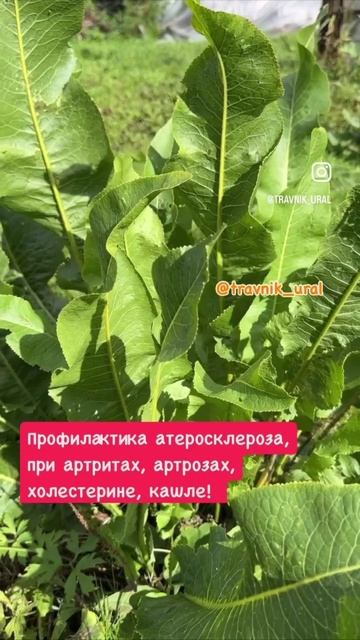 Артрит, артроз, профилактика Альцгеймера - не выбрасывайте эти листья!