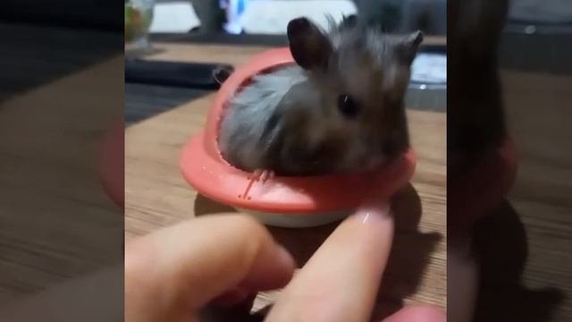 хомчок