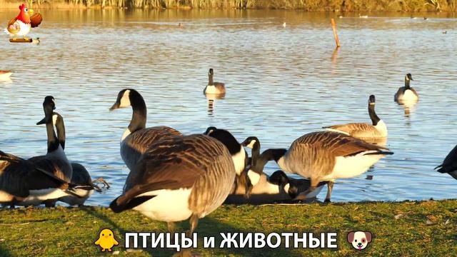 Видео про животных и птиц для души (74)