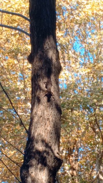 VID_20250827_ Белки Сочи