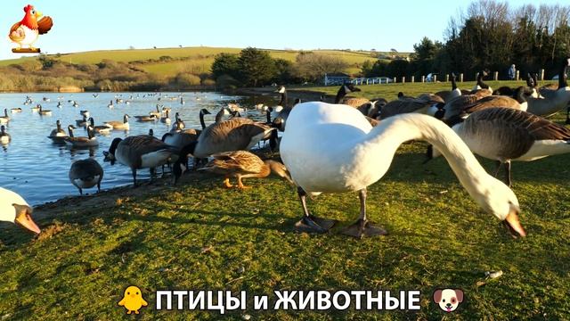 Видео про животных и птиц для души (73)