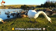Видео про животных и птиц для души (73)