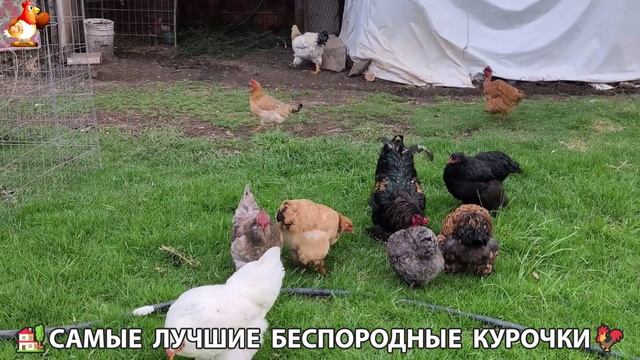 Цыплята и Курочки селяночки лучшие беспородные несушки 🥚 (271)
