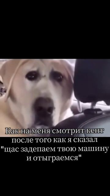 смешнявка
