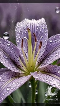 Where there are flowers, there is love; they always grow together.