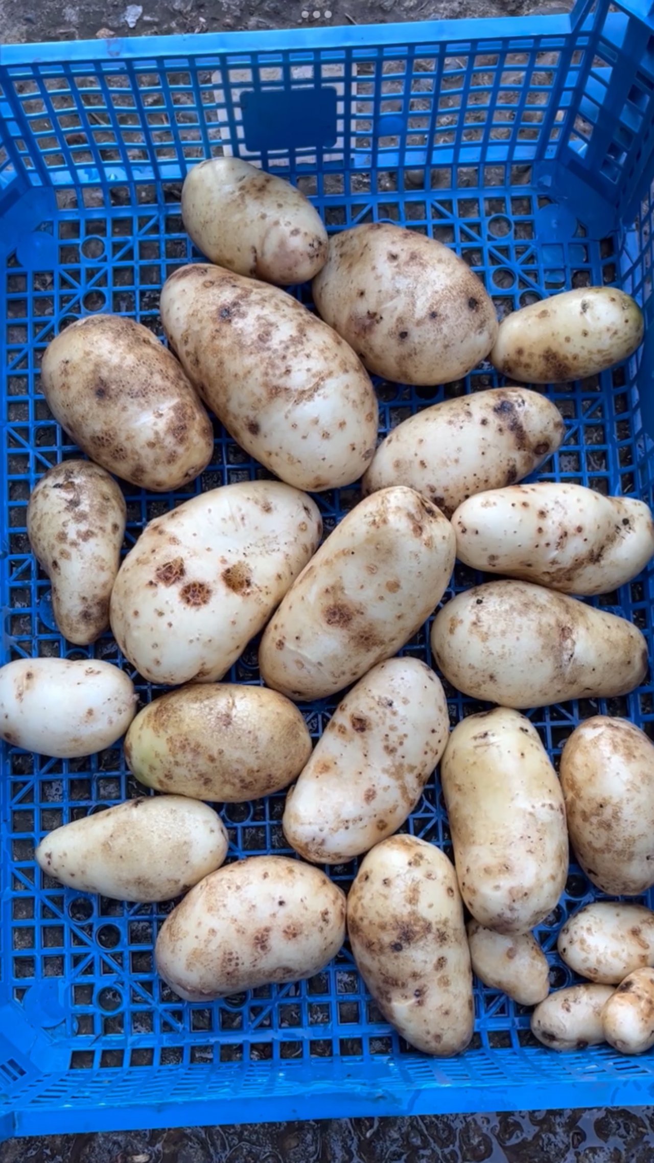 Обзор сорта картофеля Восторг на моем участке #обзор #картофель #восторг