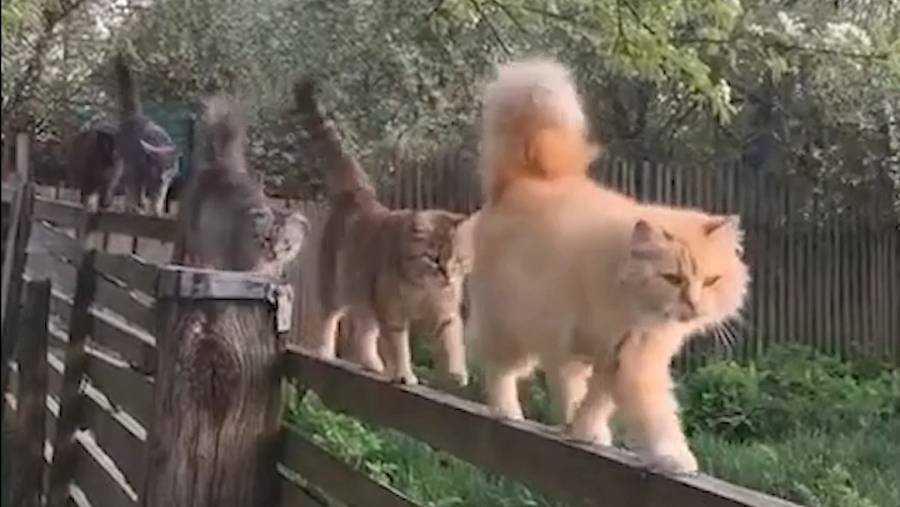 Смешные котики для отличного настроения!  🐱 🐱  🐱Приколы с котиками!
