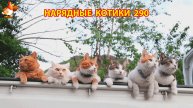 Нарядные Котики расслабляются на солнышке 🌞 🐈🐈🐈 (290)