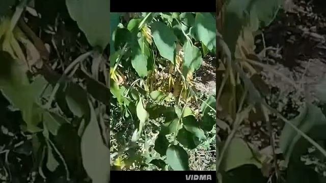 я и моя жизнь в деревне 