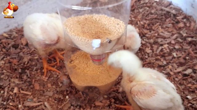 Сколько цыплят поместится на1 м² 🕒 Три с комфортом 🐥🐤🐥