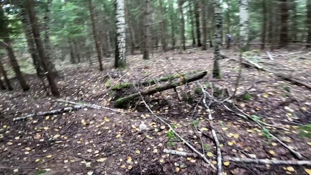 За белыми грибами