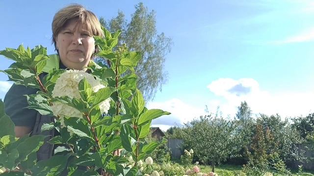 Гортензия  Шугарраш , как бальзам для души. шикарные саженцы , отличное решение при выборе в сад.
