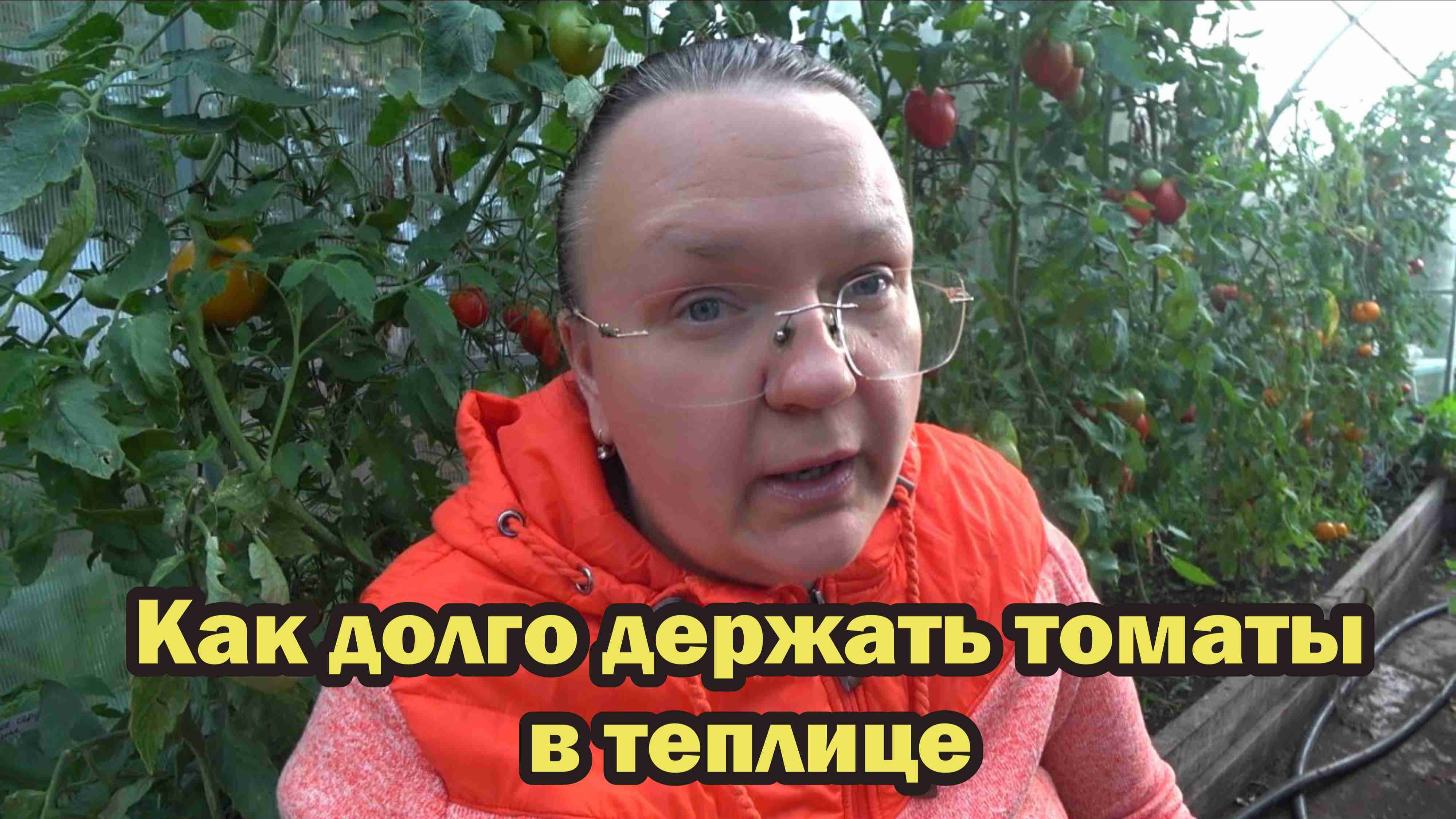 Что делать с помидорами в теплице, когда ночью становится холодно