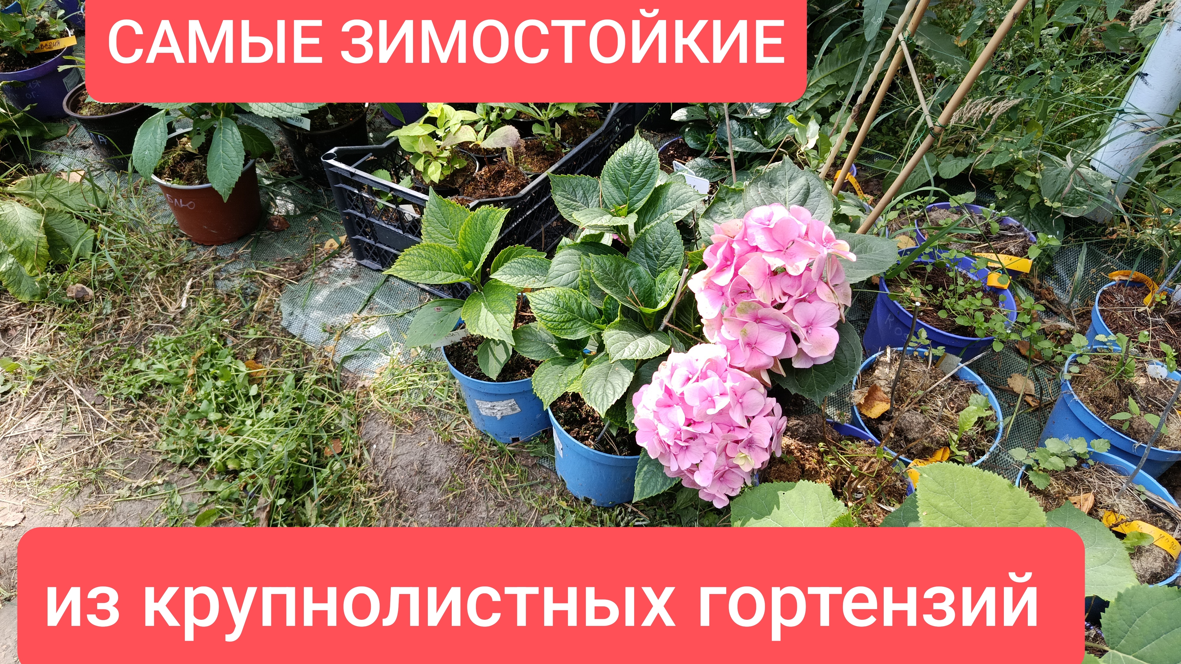 Самые ЗИМОСТОЙКИЕ сорта из крупнолистных гортензий