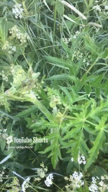 Ленинградская область. Хвойное. 20.06.2024. Растение-амброзия полыннолистная