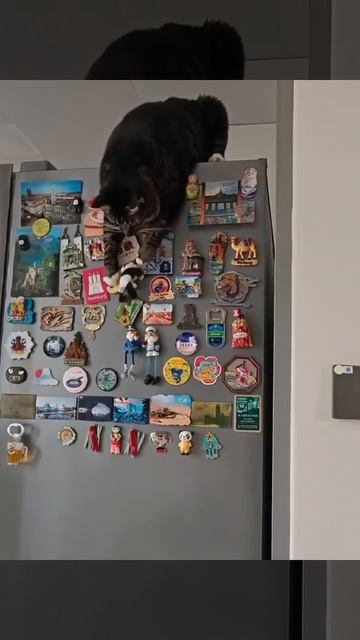 ДомашниеПитомцы