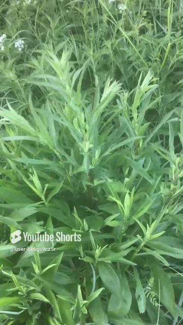 Ленобласть. Хвойное. 19.06.2024. Трава - эстрагон (Полынь эстрагонная,тархун, драконова полынь)