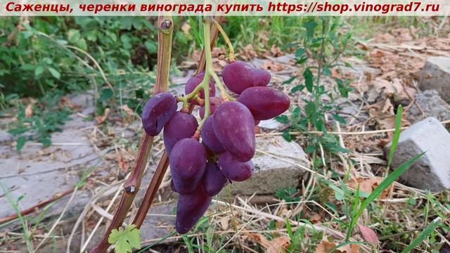 Виноград 6-7 августа 25 года- молоденький саженец Дубовского розового, дал сигналку, красив, вкусен