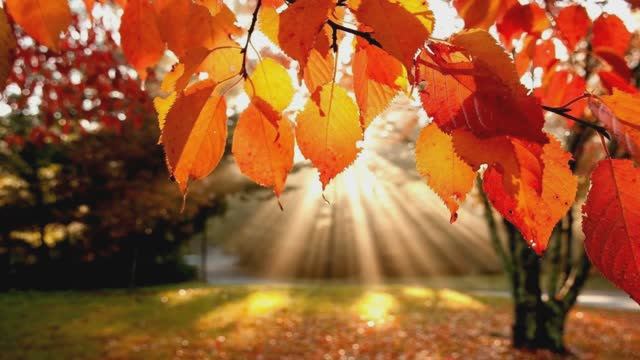 "Короток путь от ветки до земли.." Песня- аллегория, исп. Шинкарева Светлана