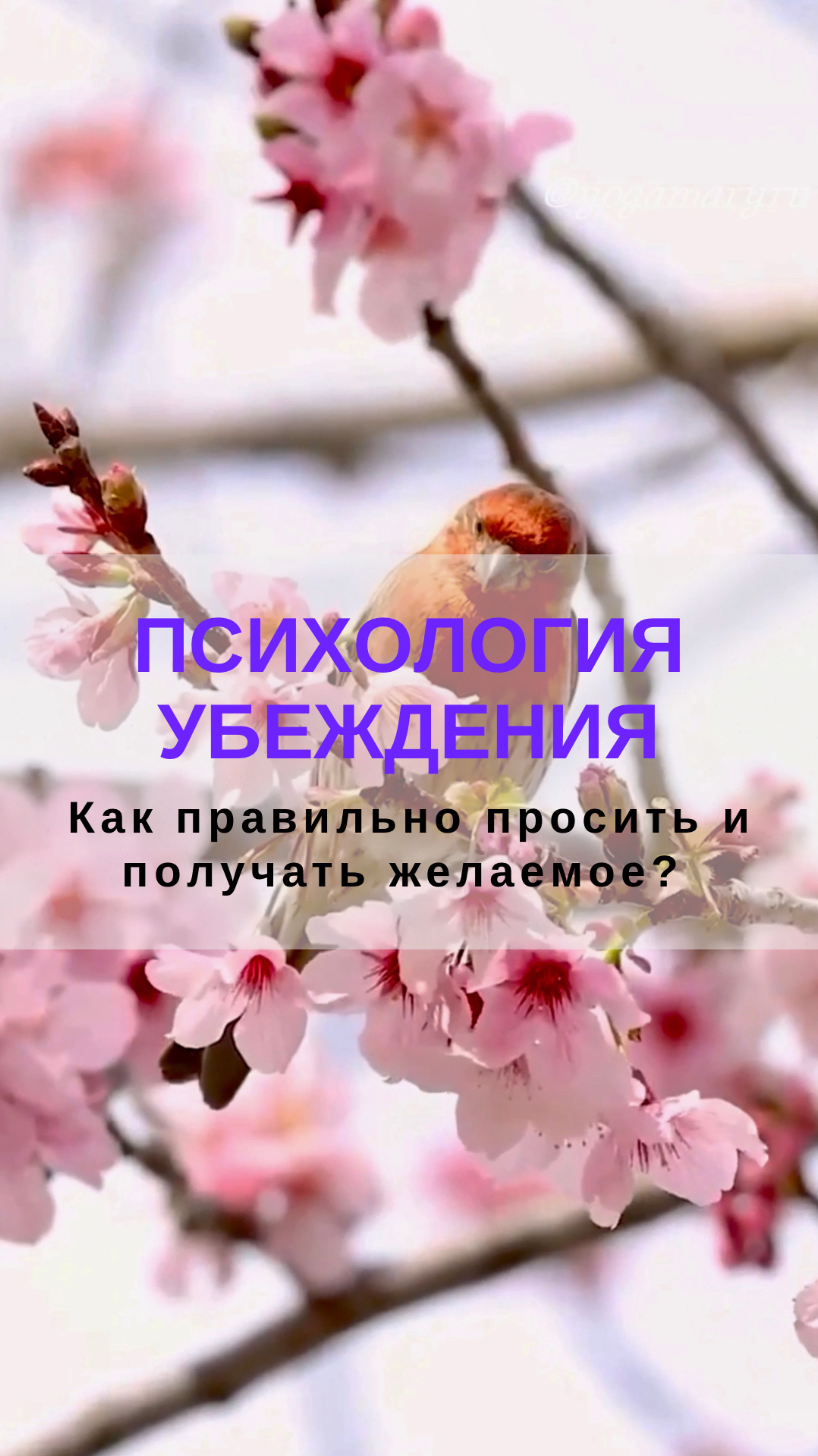 Как правильно просить и получать желаемое? Психология убеждения