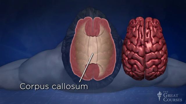 TGC_1181_Lect11_MusicandtheBrain