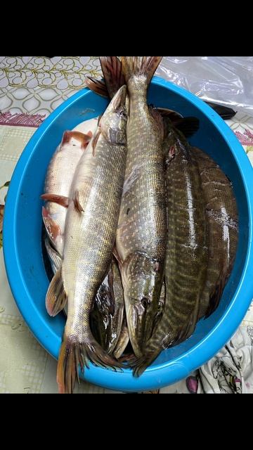 Добыча щуки на юколу 🤩