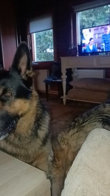 Колян и Нира,немецкие овчарки