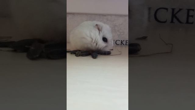 милота да?