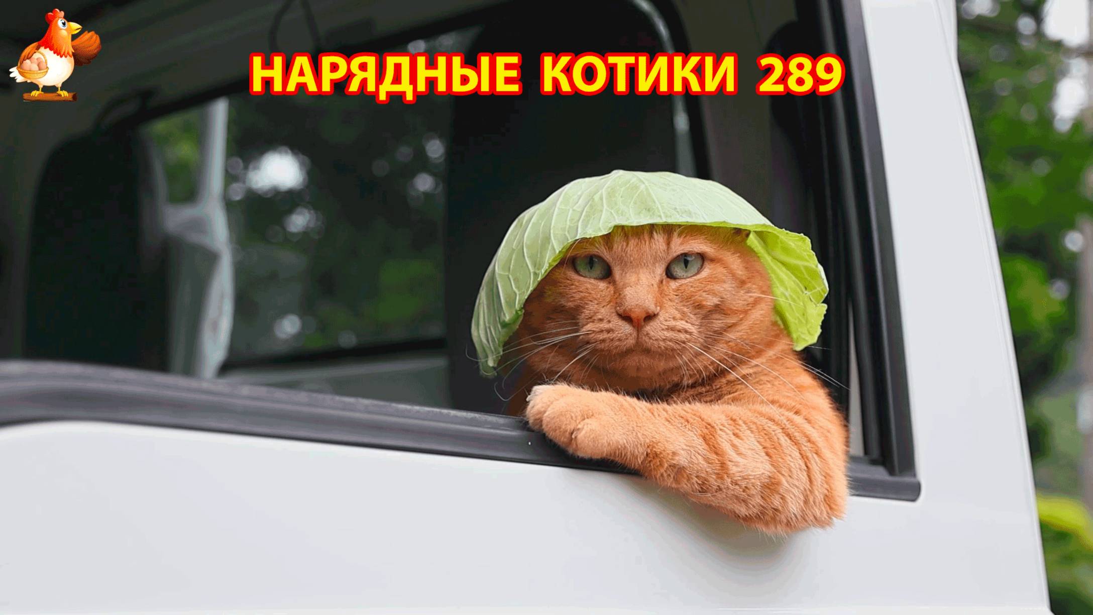 Нарядные Котики расслабляются на солнышке 🌞 🐈🐈🐈 (289)