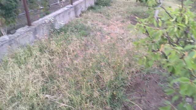 #384 Сбор чернослива Венгерка на Кубани.